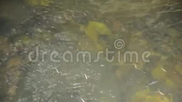 漂浮在森林河面上的水或池塘视频的预览图