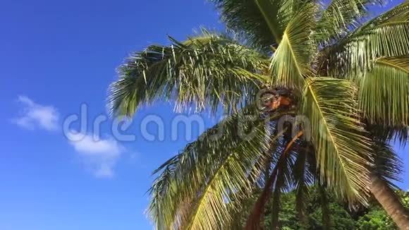 美丽的椰子棕榈对抗蓝天完美的背景慢速高清镜头为旅行社泰国视频的预览图