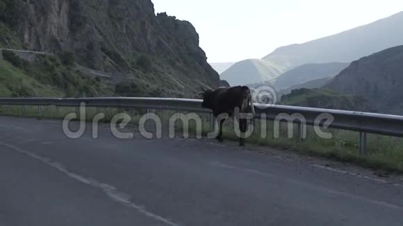 在格鲁吉亚高加索山区的路上行走的牛视频的预览图