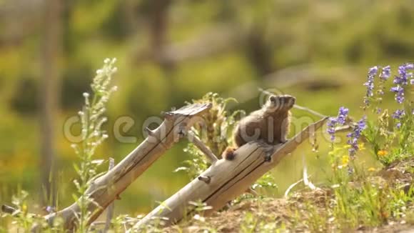 一个隐居的土拨鼠坐在靠近Den的原木风日视频的预览图
