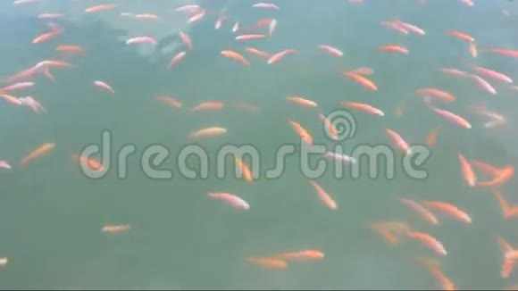 尼罗河罗非鱼幼鱼在池塘里视频的预览图