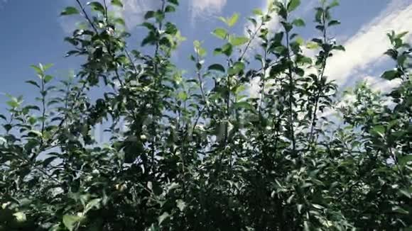花园树上的绿苹果视频的预览图