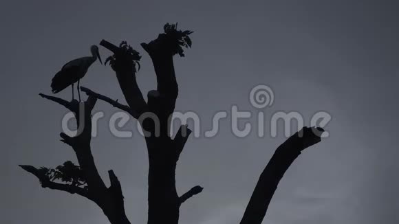 在灰色的天空背景下鹳鸟坐在树干上视频的预览图