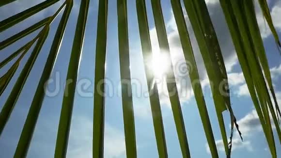阳光通过棕榈叶与太阳背景镜头耀斑效应在缓慢运动1920x1080视频的预览图