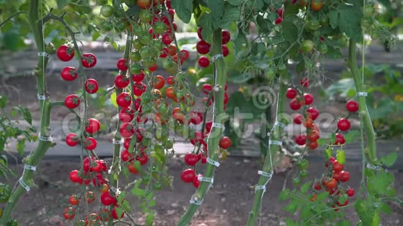 4KUHD温室樱桃番茄视频的预览图