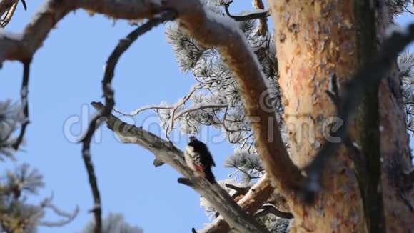 啄木鸟在树枝上提取食物视频的预览图