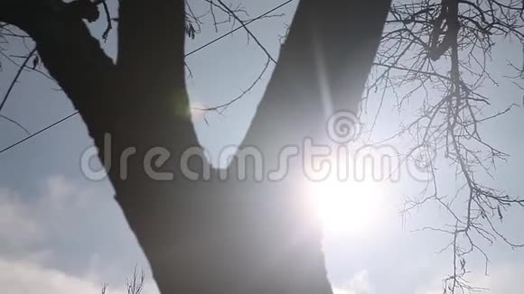 树的剪影使天空中干燥的树枝形成轮廓风景户外阳光视频的预览图