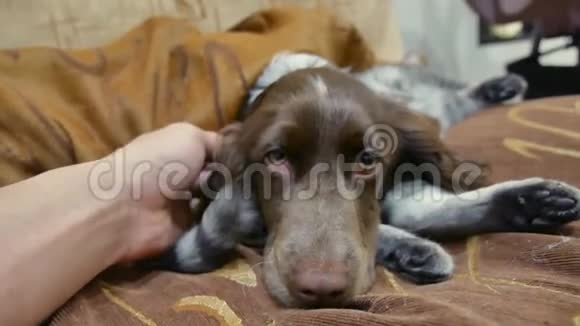 人抚摸一只生病的狗它悲伤地睡在猫身上猫和狗的友谊视频的预览图