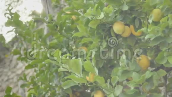 太阳下的柠檬果园视频的预览图