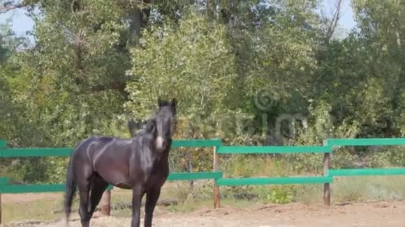 年轻的种马优雅的纯种马深棕色的马经过阉割到处跑动物护理概念视频的预览图