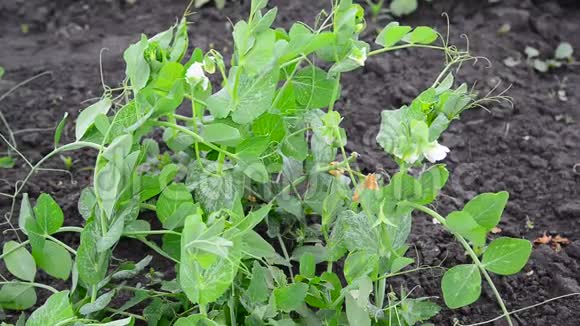 花白豆长在花园里视频的预览图