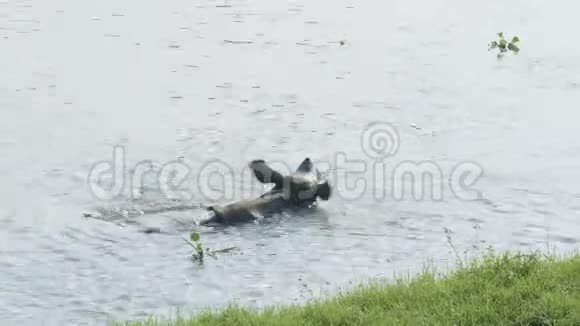 犀牛在河里吃和游泳尼泊尔奇旺国家公园视频的预览图