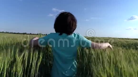 女孩沿着绿色的麦田奔跑视频的预览图