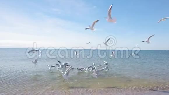 喂一群海鸥一群海鸥在海上觅食视频的预览图