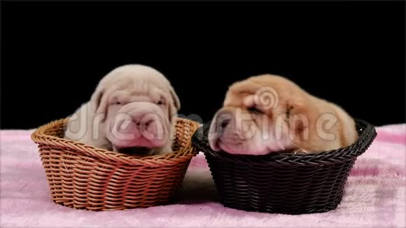 两只新出生的沙佩狗篮子视频的预览图