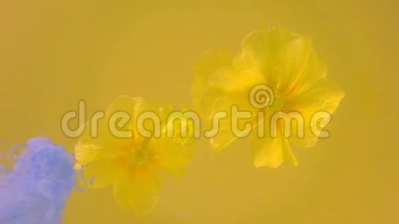 漂浮的浅黄色花朵慢慢地被蓝色墨水包裹着视频的预览图