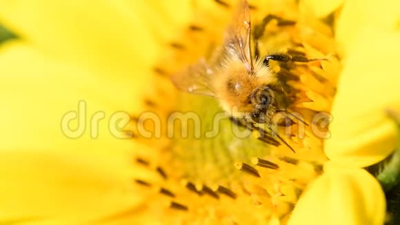 在美丽的夏日午后蜜蜂在向日葵上觅食视频的预览图