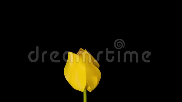 黑色背景上的黄色郁金香视频的预览图