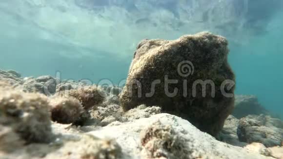 亚洲水下鱼类生活泰国动物水生蓝色鱼类海洋珊瑚礁海洋热带水视频的预览图