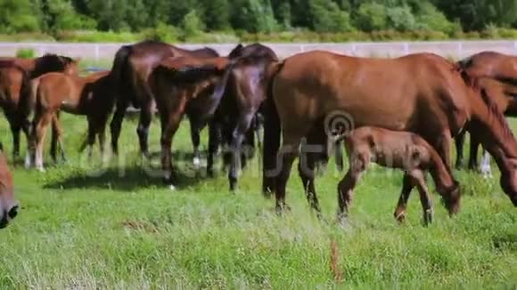 成年马和白驹在草地上放牧视频的预览图
