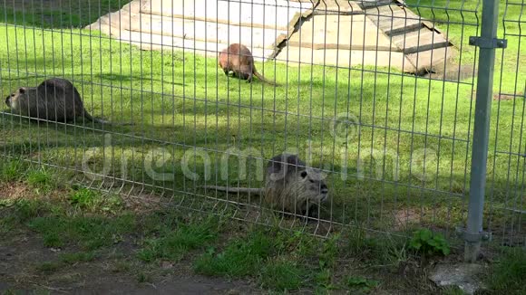 麝鼠ondatrazibethicus动物在动物园的花园笼子里散步视频的预览图
