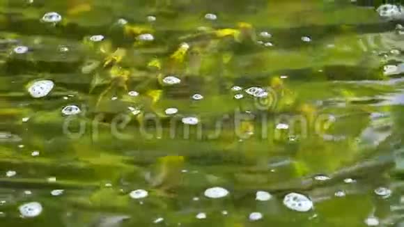 黑色和黄色的幼鱼漂浮在水面上视频的预览图