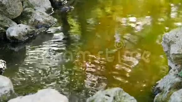 日本池塘里的浮鱼跳出水面和石头视频的预览图