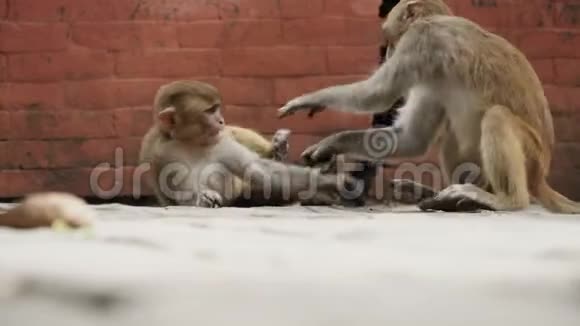 加德满都市的小猴子视频的预览图