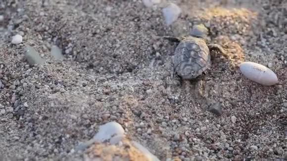 新生海龟奔向海浪视频的预览图