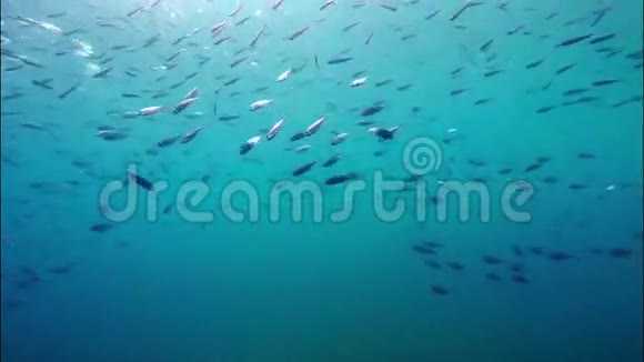 海水中的鱼群视频的预览图