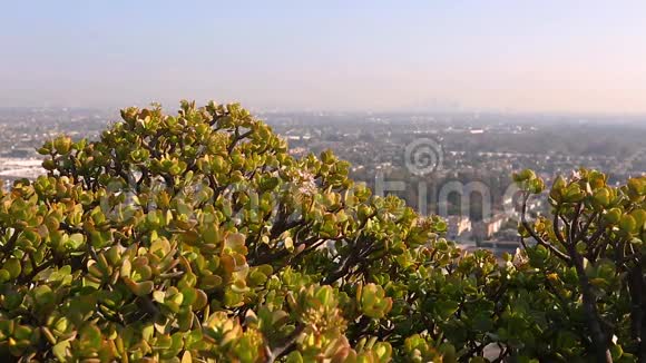 加州美丽的下午城市景观拍摄视频的预览图