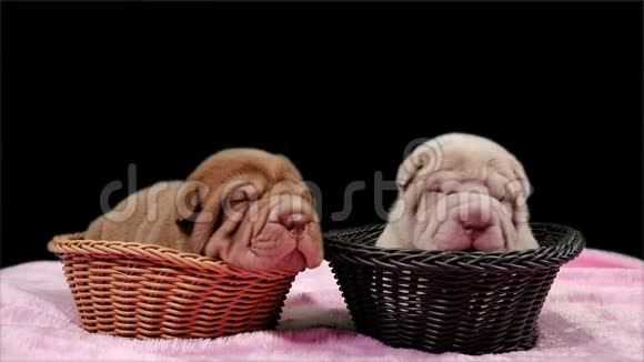 两只新出生的沙佩狗篮子视频的预览图