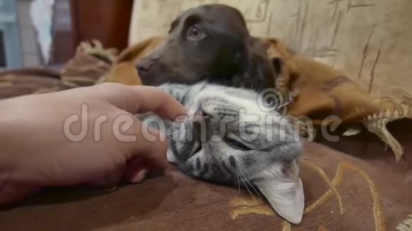 男人抚摸一只悲伤的猫它睡在狗旁边猫和狗的友谊视频的预览图