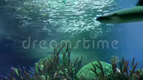 白色鲨鱼水下视频的预览图