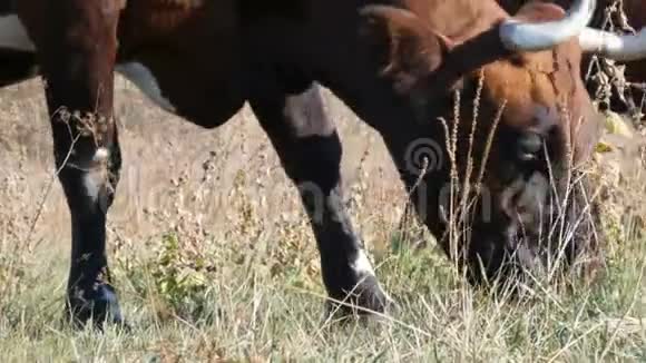 深秋一头牛在草地上放牧视频的预览图