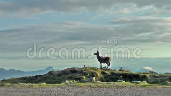 去阿普莱克罗斯的路上的红鹿视频的预览图