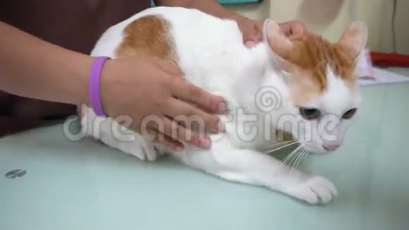 害怕的猫在兽医诊所的桌子上视频的预览图
