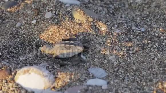 新生海龟奔向海浪视频的预览图
