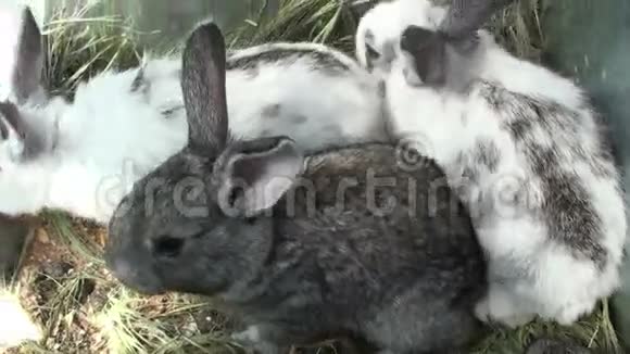 笼子里的小兔子2视频的预览图