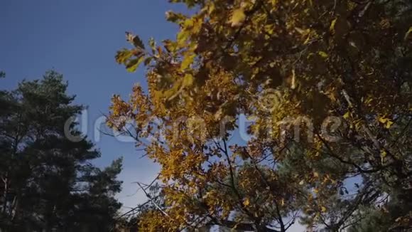 带蓝天背景的落叶秋天公园里五颜六色的树叶风的沙沙声视频的预览图