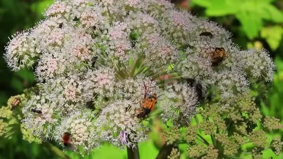 不同种类的昆虫给白花授粉视频的预览图