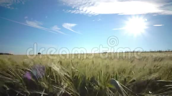 镜头在蓝蓝的天空背景下带着成熟的麦穗和黑麦移动明亮的穿过田野视频的预览图