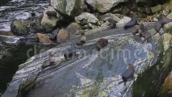 塔斯曼海封在岩石海岸上视频的预览图