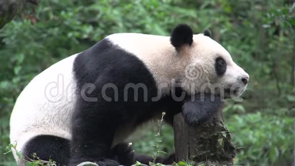 中国成都大熊猫在树干上休息视频的预览图