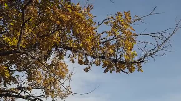 带蓝天背景的落叶秋天公园里五颜六色的树叶风的沙沙声视频的预览图