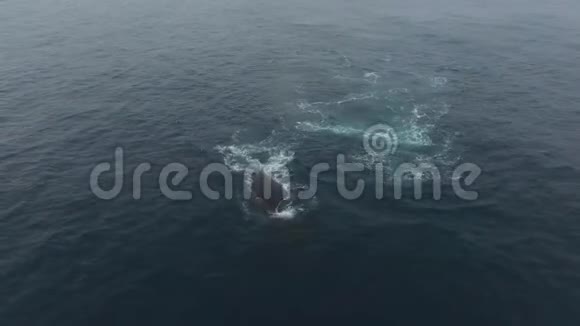 南极水域漂浮鲸鱼的景色安德列夫视频的预览图