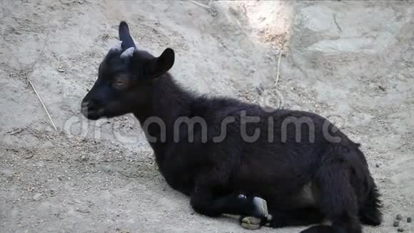 小山羊躺在地上咀嚼食物视频的预览图