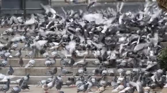 街上的台阶上有许多鸽子慢吞吞地吃食物视频的预览图