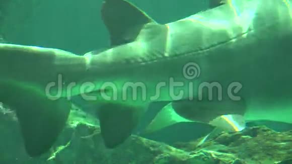 鲨鱼尾巴和鱼在水下视频的预览图