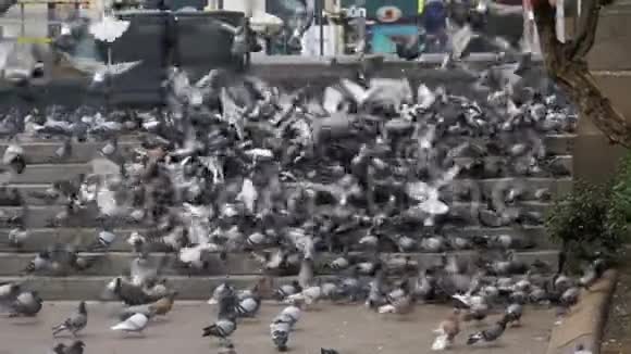 街上的台阶上有许多鸽子慢吞吞地吃食物视频的预览图